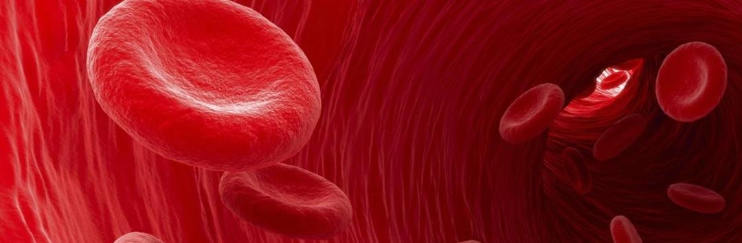 The spleen and its effect on red blood cells